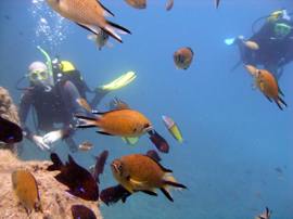 The El Cabron Marine Reserve is the best place to learn to dive in Gran Canaria