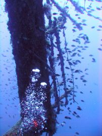 The Arona is a spectacular wreck, covered in marine life