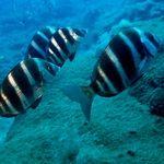 Zebra Bream - Diving - gran Canaria