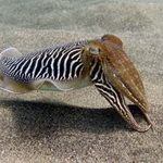 cuttlefish -marine species of the Canary Islands