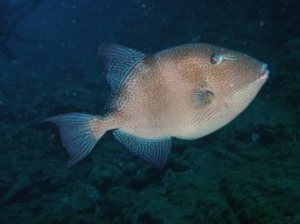 Triggerfish are often found at Punta de la Sal in Gran Canarias Marine Reserve