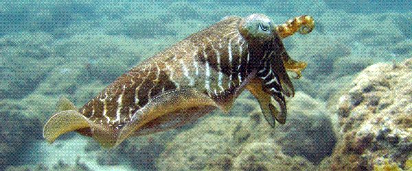 Cuttlefish in the marine reserve at Arinaga in Gran Canaria