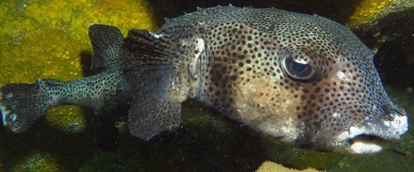 diving in Gran canaria with Spiny Pufferfish