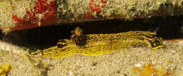 nudibranch hypselodoris picta trovati nel Cabrón