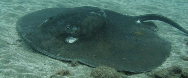 De ronde stingray is meestal te vinden op 20 meter of meer diepte.