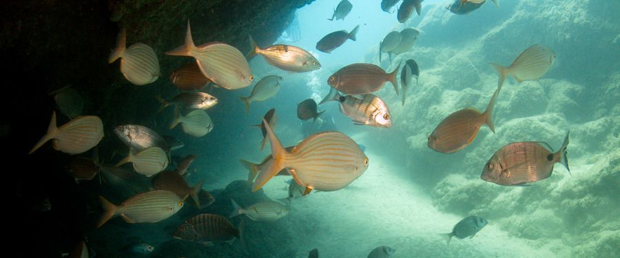 explore incredible dive sites in Gran Canaria