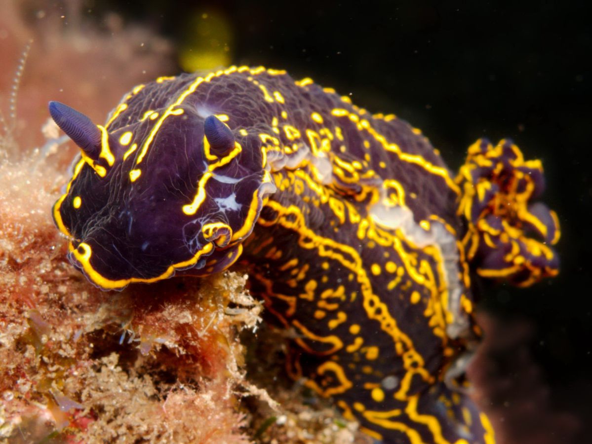 Recent Special or unusual sighting of Nudibrach
in the El Cabrón Marine Reserve Gran Canaria