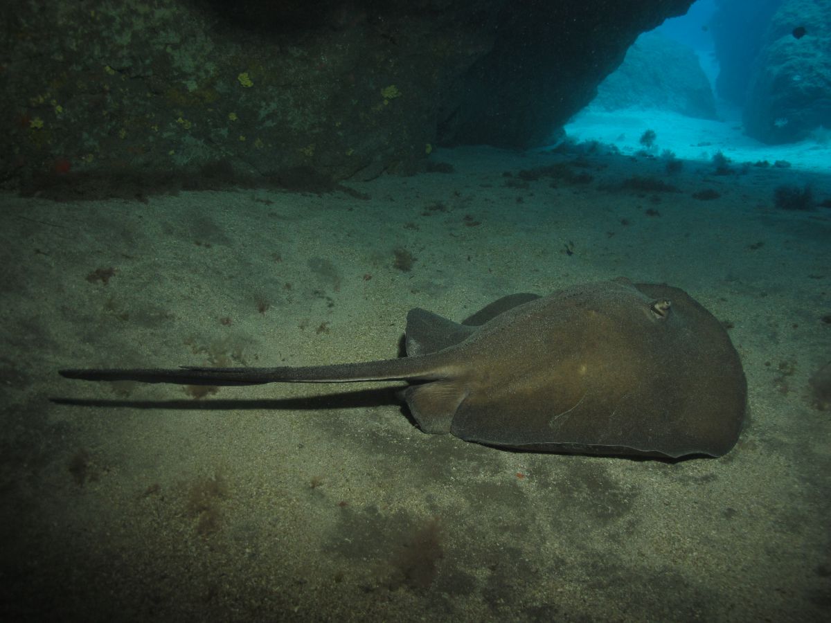 Recent Special or unusual sighting of Round Ray 
 in the El Cabrón Marine Reserve Gran Canaria