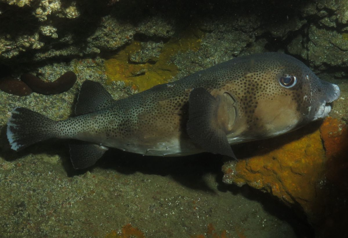 Recent Special or unusual sighting of Spiny Pufferfish
in the El Cabrón Marine Reserve Gran Canaria