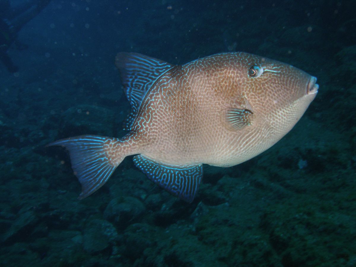 Recent Special or unusual sighting of Grey Triggerfish 
 in the El Cabrón Marine Reserve Gran Canaria