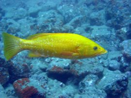 the rare Abade Capitan near Punta de la Sal