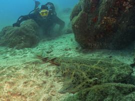 get close to the angel sharks when you dive in Gran Canaria