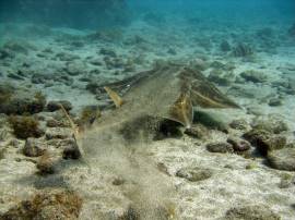 Bucear con angelote o chucho cerca de Punta de la Monja Gran Canaria