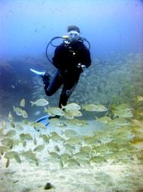 A diver swims into the fish-ball of Roncadores, or bastard grunts