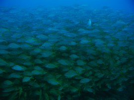 Divers swim into the roncadores on the Arguineguín reef