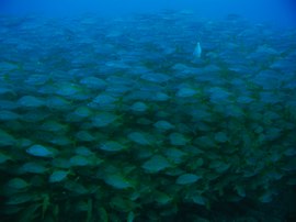 Divers swim into the roncadores on the Arguineguín reef