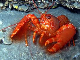 dive with canarian lobster Gran Canaria