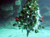 Fish gather to sing carols around the Christmas Tree