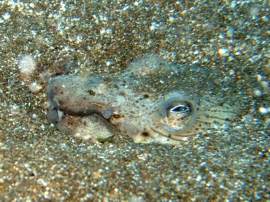 Dive in Gran Canaria and you could find the strange and secretive Crocodile Sand Eel