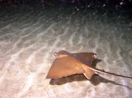 Ein Nachttauchgang im Arinaga Meeres-Reservat kann Stachelrochen, Engelhaie und vieles mehr mit sich bringen.