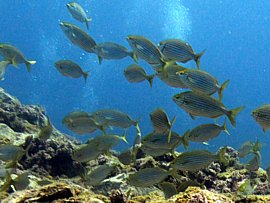 At Risco Verde in Gran Canaria you can dive with the shoals of Gold Striped Bream