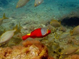 shoal of fish diving Gran Canaria