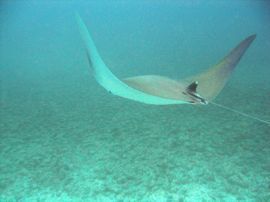 Buceando en gran canaria con las manta diablo en Caleta de abajo