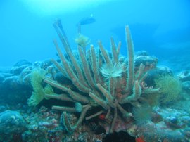 This large spirograph is one of the rarer species found at Pasito Blanco