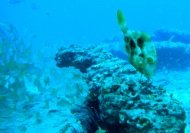 A Filefish eats from the rocks next to the roncadores