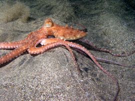 dive with red octopus gran canaria