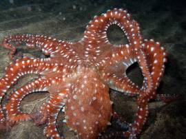 In het zeereservaat El Cabron vinden we vaak 's nachts de roodgevlekte octopus, maar nooit overdag