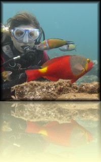 Begeef je dichtbij de kleuren en variatie in de Marine Reserve in Arinaga