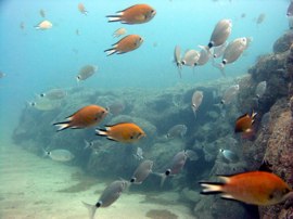 Damselfish shoaling on Cal Steps