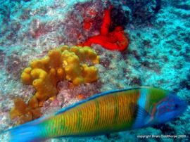 Colourful fish El Cabrón Marine Reserve