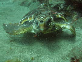 This green turtle was seen several times by divers in the Arinaga area in summer 2007