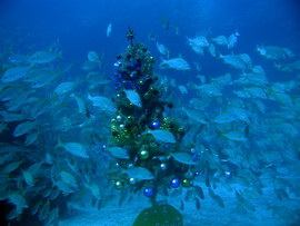 Fish gather to sing carols around the Christmas Tree