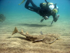 Large Angelsharks return to Gran Canaria´s marine reserve in November