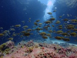 Atlantic Damselfish are common throughout the reserve