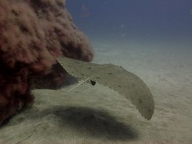 Diving in El Cabron - Butterfly ray gran canaria