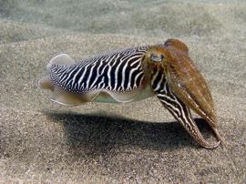 cuttlefish gran canaria