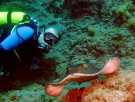 Gran Canaria dive locations - Round Ray