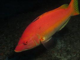 Gestreepte hogfish wordt vaak gevonden in Punta de la Sal in het zeereservaat van Gran Canaria