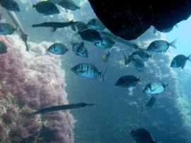 Nada entre grandes bancos de fulas en la reserva marina del Cabrón