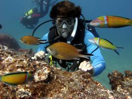 The smaller fish such as wrasse and damselfish add colour to the reef and make your dive in Gran Canaria remarkable