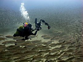 Roncadors shoaling around diver