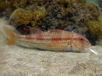 striped mullet in risco verde