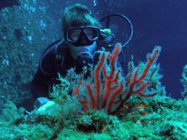 Gorgonia op het wrak van de Arona buiten Las Palmas, Gran Canaria 