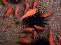 Cardinalfish can be found in the many caves, overhangs and dark corners of this dive