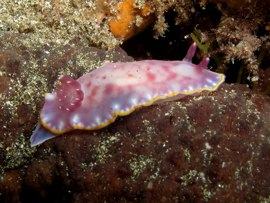 find nudibranch while diving the Canaries