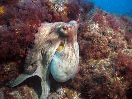 Gran Canaria -PADI training at 5-star dive centre